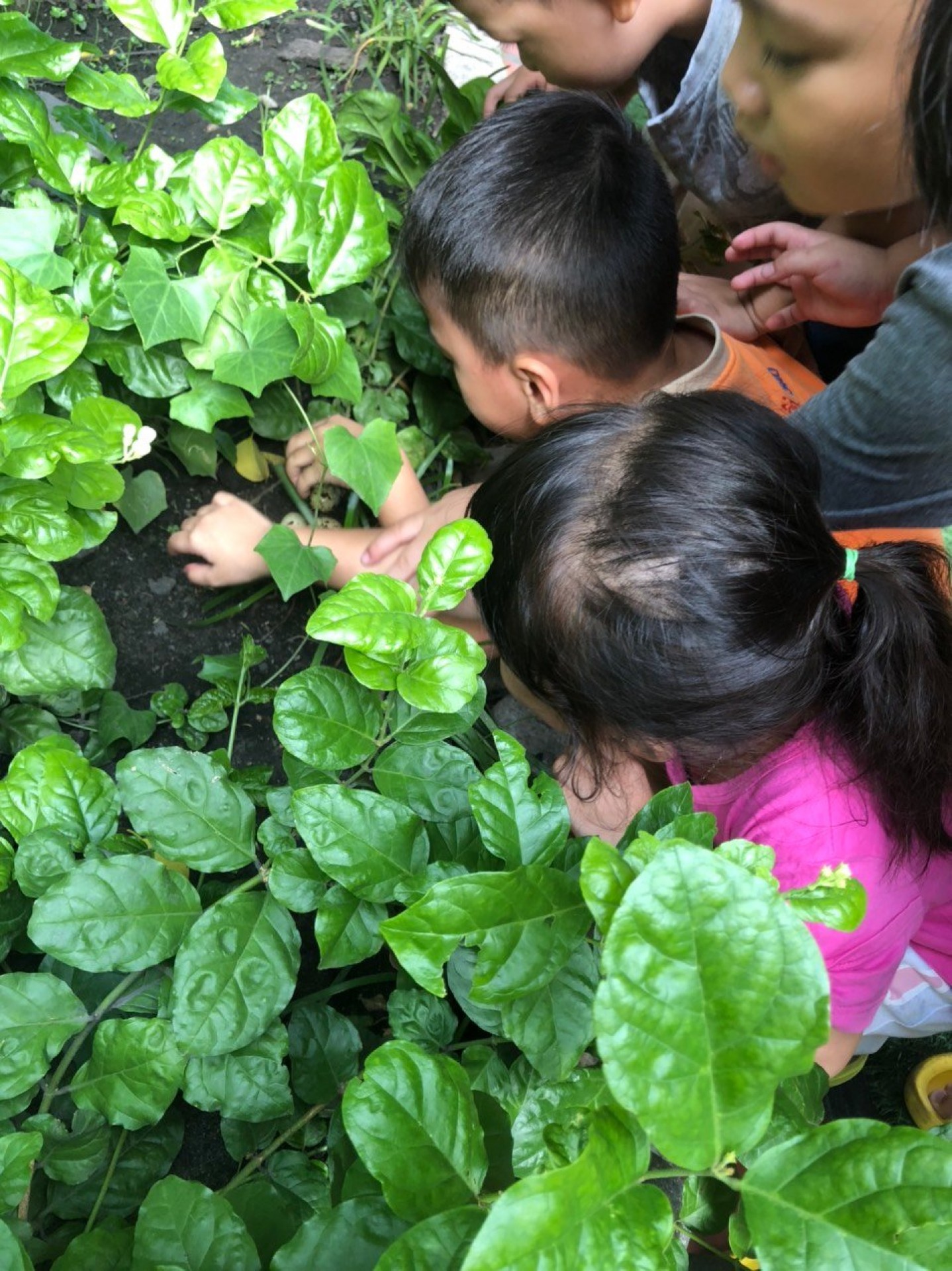 LỚP CHỒI BÉ TÌM HIỂU TRỨNG CÓ Ở ĐÂU?